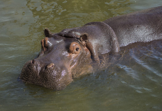Ippopotamo