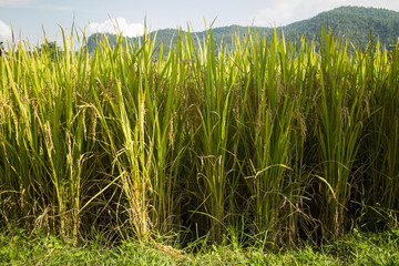 Obraz premium rice field
