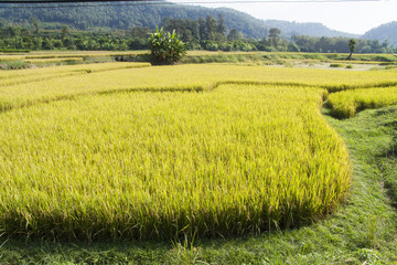 rice field thailand