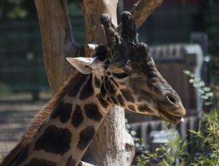 Giraffa Africana