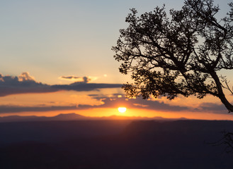 Fototapeta na wymiar Sunset and Tree Silhouette 