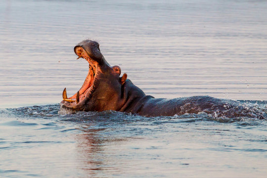 Ippopotami in acqua coppia