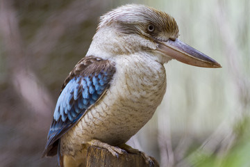 kingfisher