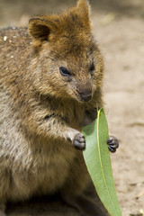 Obraz premium Pademelon Smallest Kangaroo australia