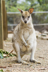 Naklejka na ściany i meble kangaroo and wallaby