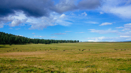 Cattle On Open Prairie 