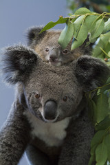 koala bear © Libor