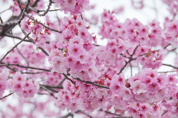Beautiful full bloom pink cherry blossom sakura flowers