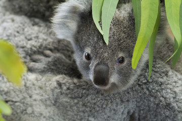 koala bear © Libor