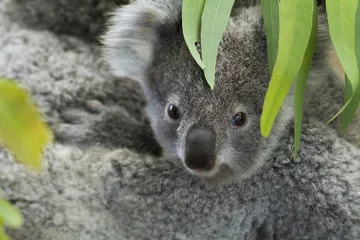 Wandaufkleber koala bear © Libor