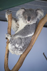 Fototapeta premium koala bear