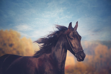Fototapeta na wymiar Portrait of black horse on the yellow autumn and blue sky background