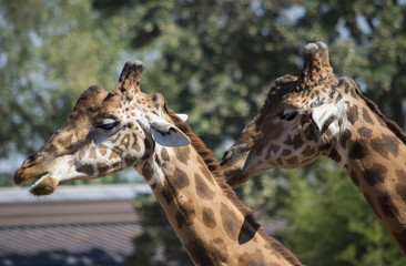 Giraffa Africana