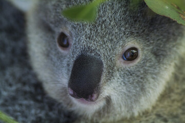 Fototapeta premium koala bear