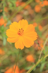 キバナコスモス(宮城県)