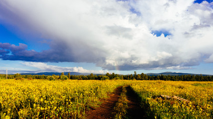 Dirt Road and Rainbow in Sunflower Field
