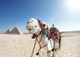 Foto auf Acrylglas Kamel Das lachende Kamel
