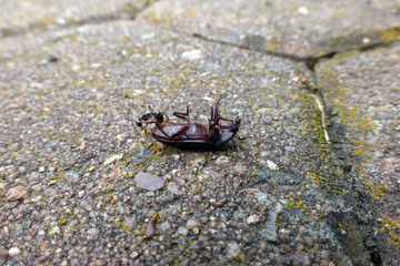 Aschgraue Sklavenameise