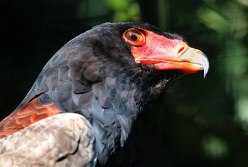 Hawk