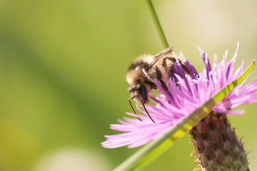bee collects nectar on a Centaurea galicicae