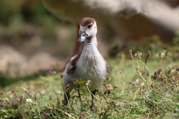Egyptian Gosling