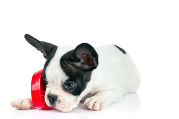 Cute french bulldog puppy with red heart