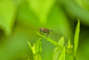 fly