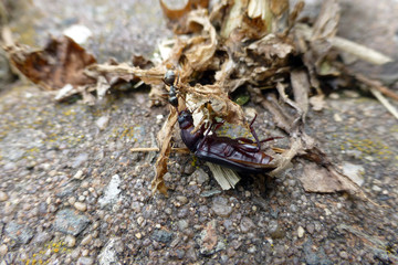 Aschgraue Sklavenameise