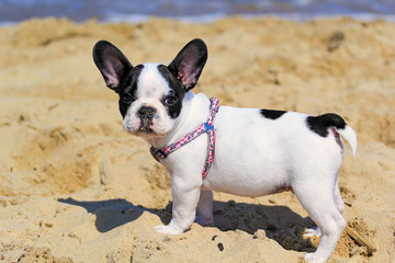 French bulldog puppy on the beach