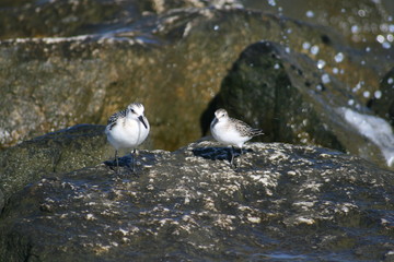 Birds on Rocks