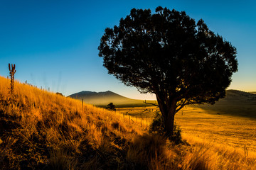 Juniper Tree, Golden Grass, November Sunrise