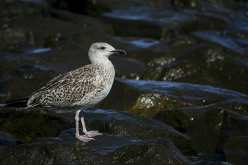 Bird on Rocks