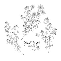 Collection of hand drawn flowers and plants. Monochrome vector illustrations in sketch style