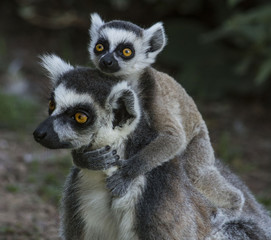 Fototapeta premium Lemuri