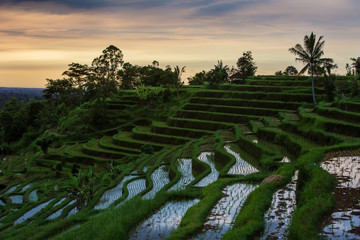 View to the Jatiluwih rice terraces at sunrise on Bali island, Indonesia
