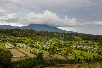 Fototapeta na wymiar Rice terraces on Bali island, Indonesia