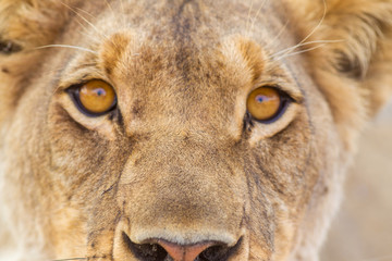 Fototapeta premium leonessa