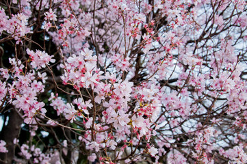 Beautiful full bloom pink cherry blossom sakura flowers trees