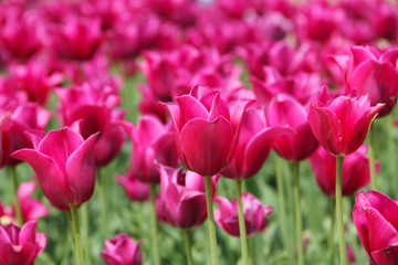 Close-up of pink tulips in a field in the Netherlands Amsterdam