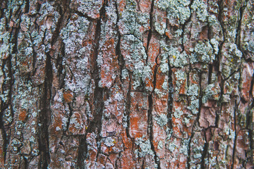 pine bark texture