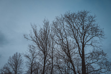 silhouette of trees against the dark sky background