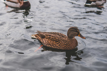 duck on a pond in Pushkin