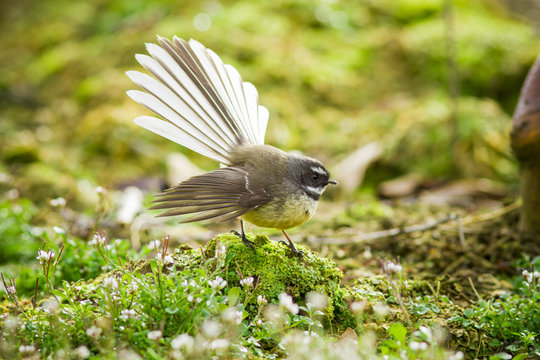 fantail bird new zealand piwaka