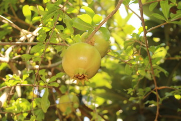 Unripe and green pomegranate on the tree in Crete Island, Greece. 