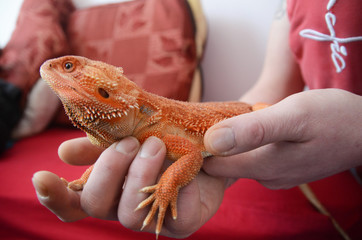 Gekon na rękach © Grzegorz Lenkiewicz