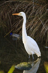 white heron new zealand