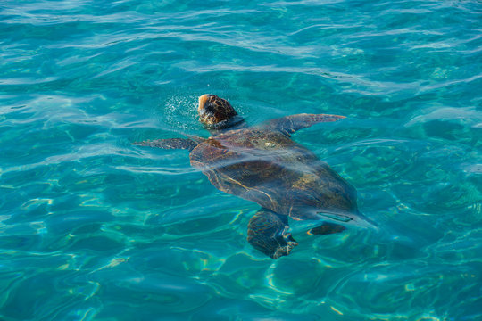 Turtle Caretta Caretta in the sea