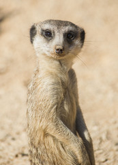 Suricata