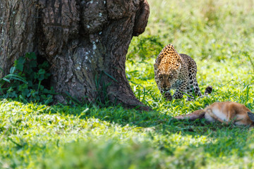 Leopard kill