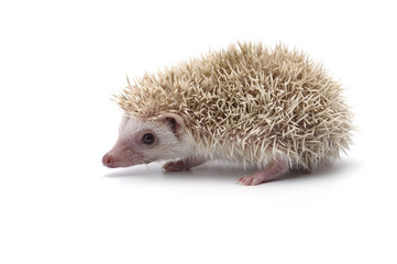 African Pygmy Hedgehog isolated on white background